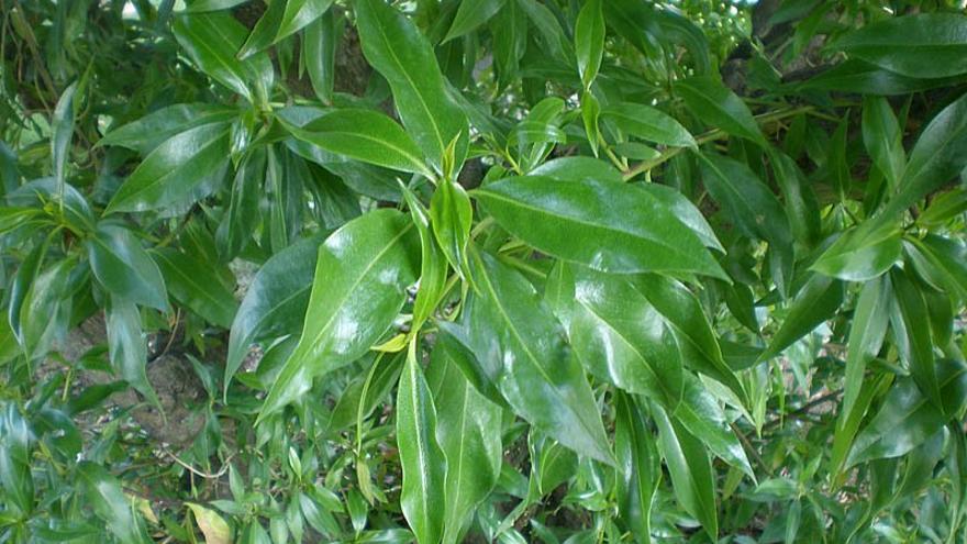 Árbol del mioporo