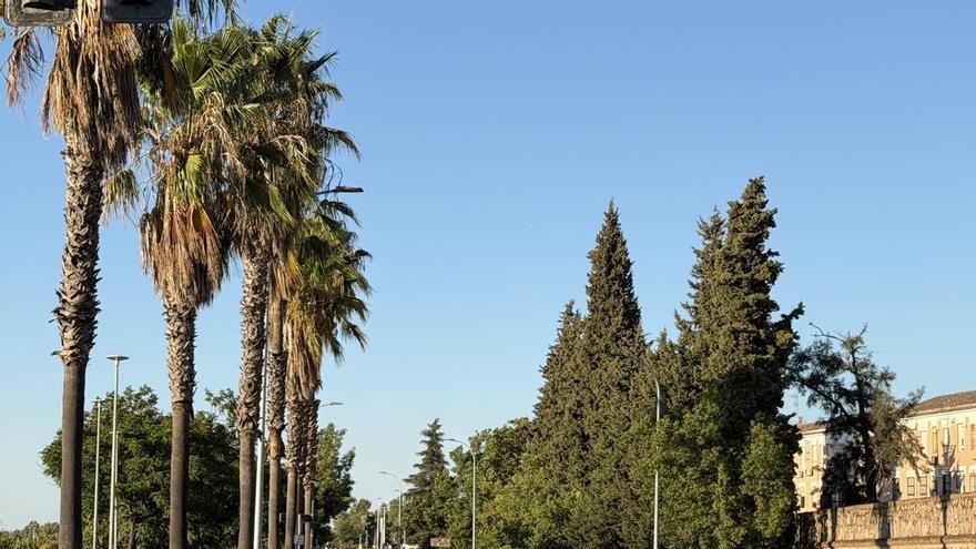 El PSOE de Badajoz exige claridad sobre el futuro de 70 árboles y palmeras afectados por las obras del nuevo aparcamiento