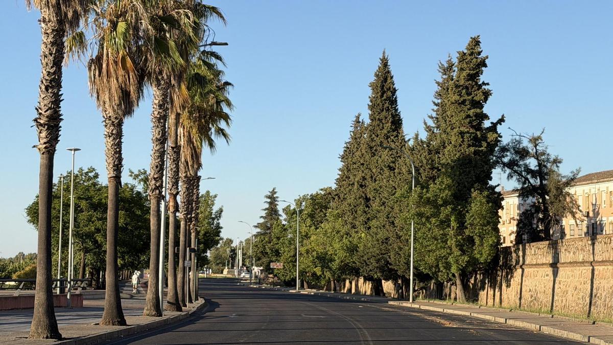 Árboles en la Circunvalación Reina Sofía de Badajoz.