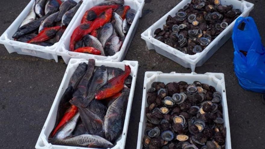 Peces y lapas intervenidas por policías locales de Tacoronte.