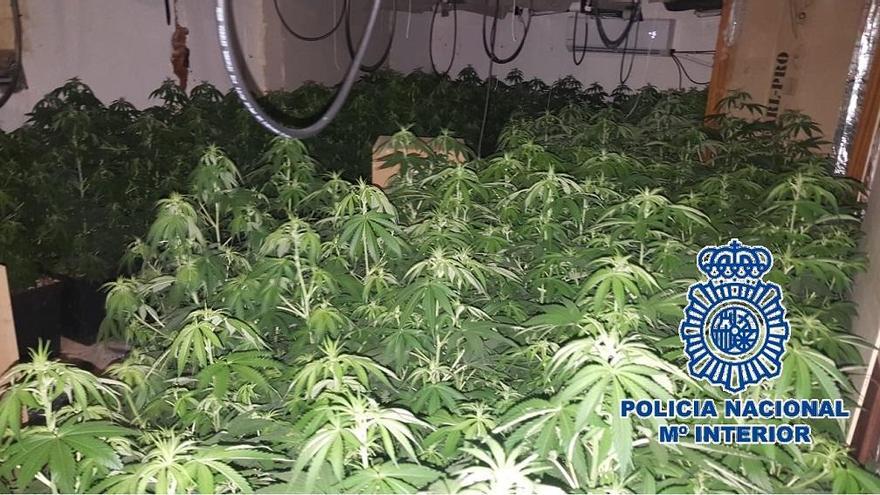 303 plantas de marihuana incautadas por la Policiía Nacional en Marbella