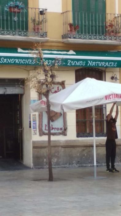 Imágenes de los árboles en la plaza de la Merced.