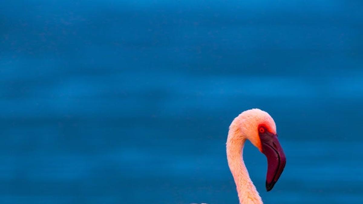 Más de dos millones de flamencos se concentran entre los meses de enero y marzo en las aguas de los lagos del Gran Rift.