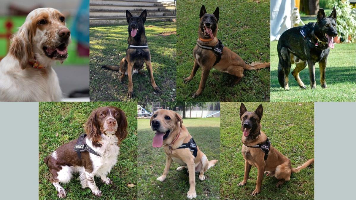 Unidad Canina de la Policía Nacional