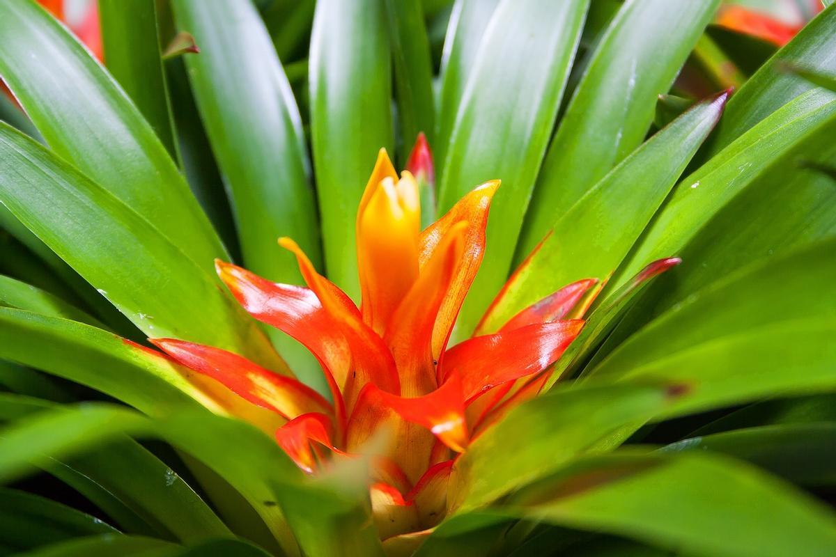 Bromelia: estos son los cuidados que necesita en verano esta exótica planta.