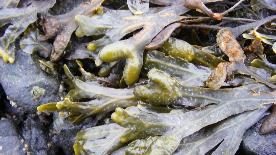 Los bosques de grandes algas resisten en el interior de la ría tras desaparecer de la orilla de Samil: estas son las consecuencias
