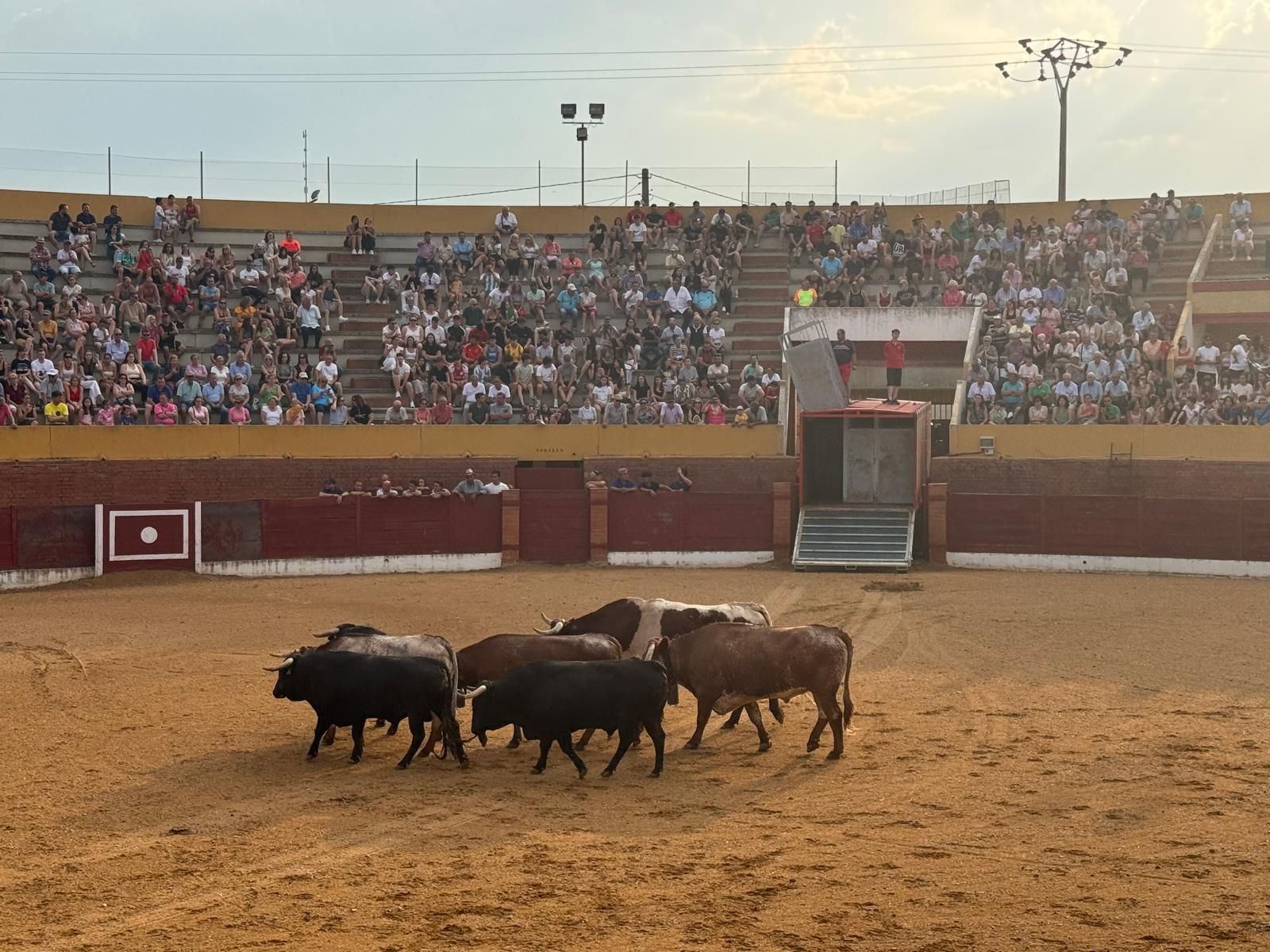 GALERÍA | Presentación de los toros de las fiestas de Fuentesaúco