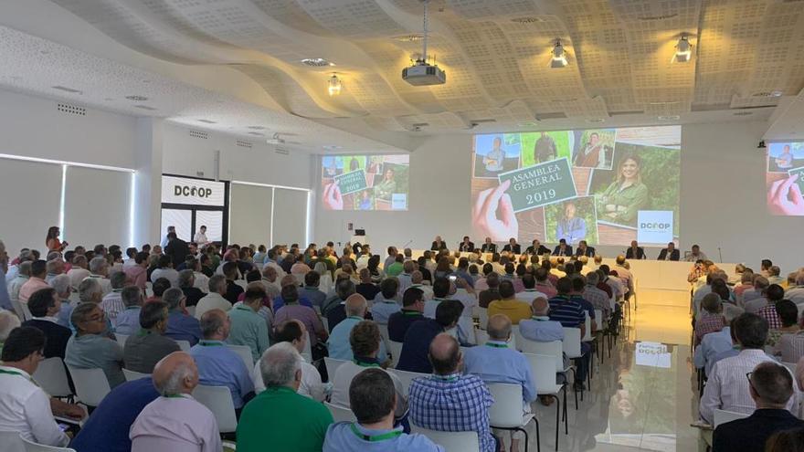 Asamblea de Dcoop celebrada este jueves en Antequera.