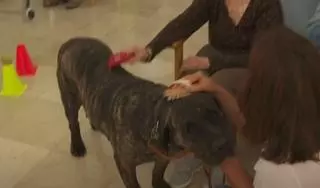 Arrugas con huellas: el proyecto que une a mayores y mascotas olvidadas y gana un premio internacional