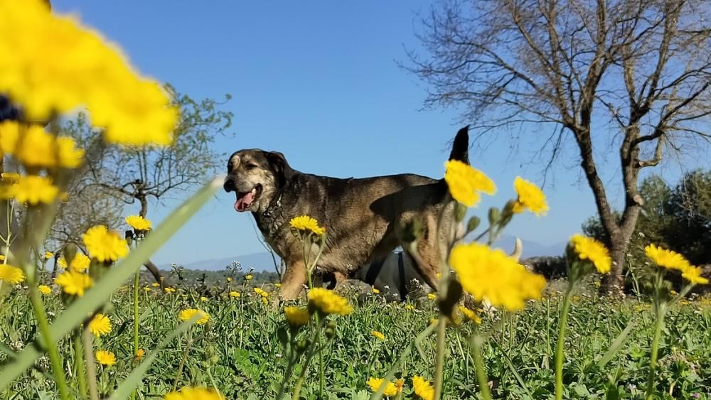 Imatge molt primaveral d’un gos enmig de flors silvestres.