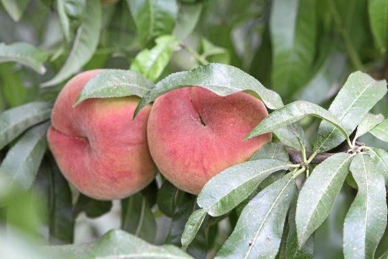 Auf seiner Plantage mit 2.500 Bäumen bei Manacor erntet Maties Adrover von Mai bis September Pfirsiche. Er bemüht sich, Inselobst mit optimalem Reifegrad in den Handel zu bringen.