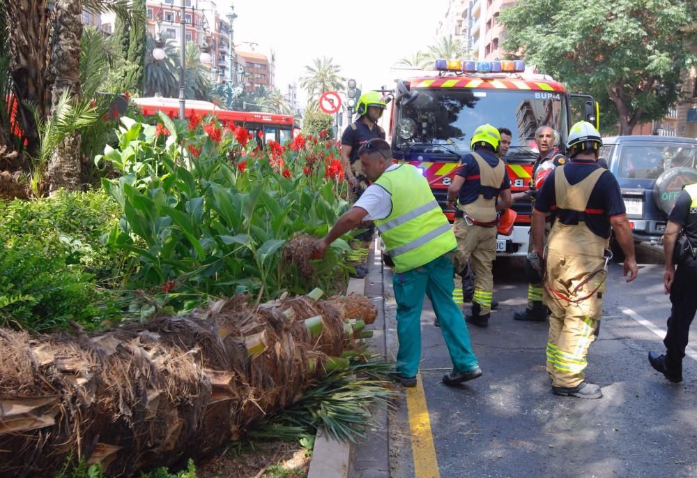 Cae una palmera en Marqués del Túria, en Valencia.