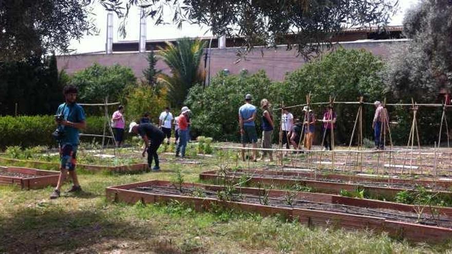 Una panorámica del ecohuerto de la asociación El Rabanito.