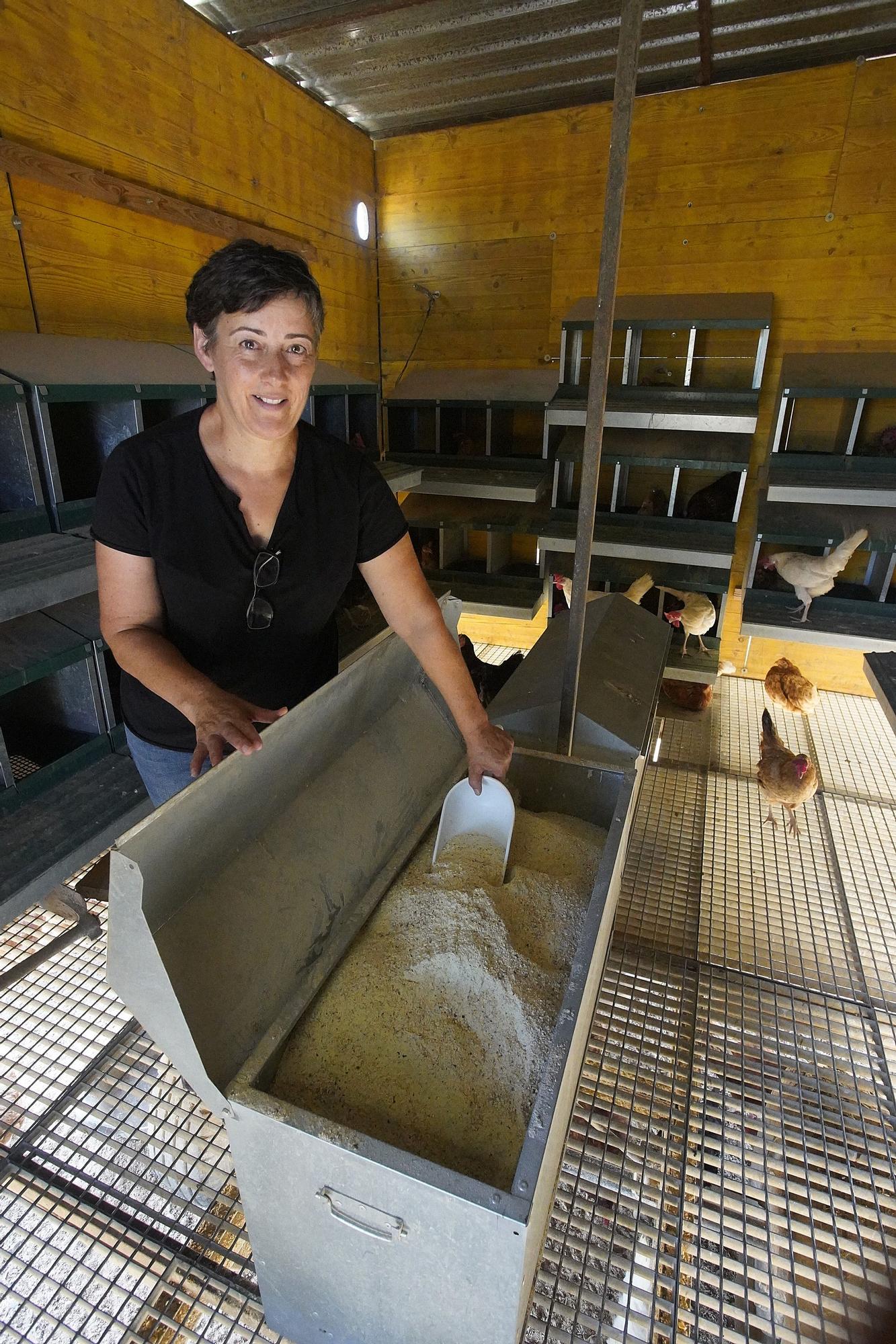 "Gallines Felices" a Casavells