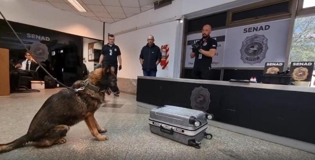 Un perro antidroga marca la maleta con la que el sospechoso viajaba a Palma. | SENAD