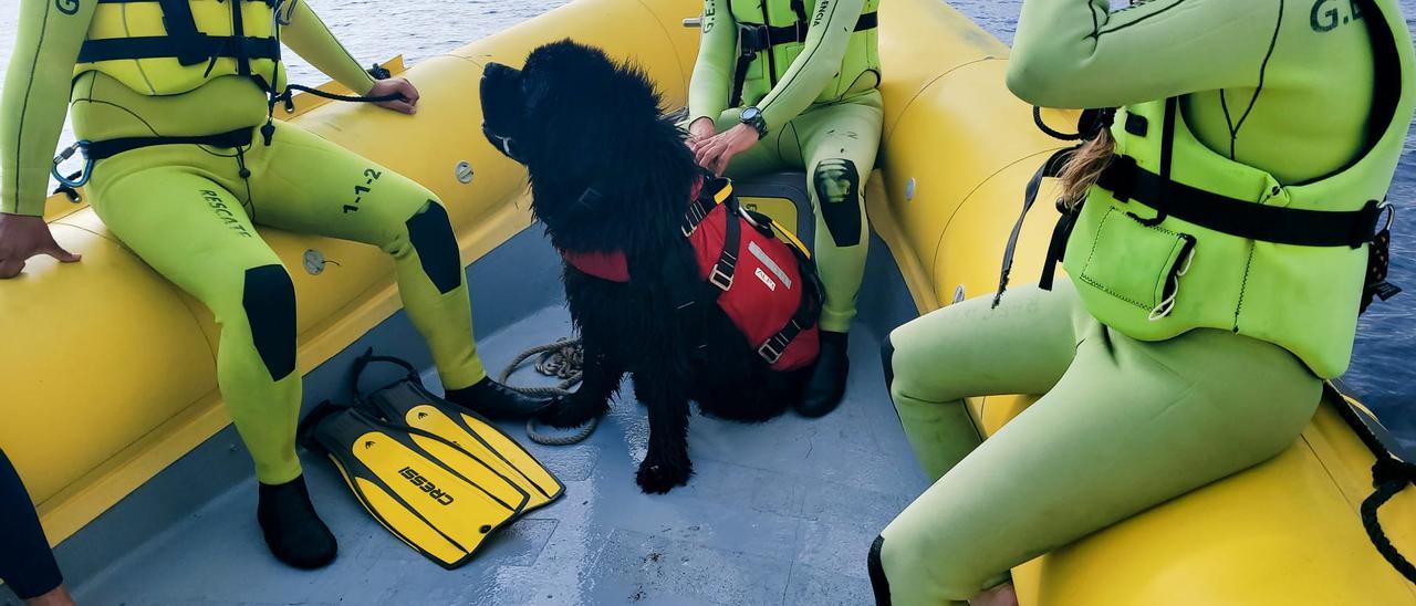 'Urko', el perro socorrista acuático de la ONG Emerlan