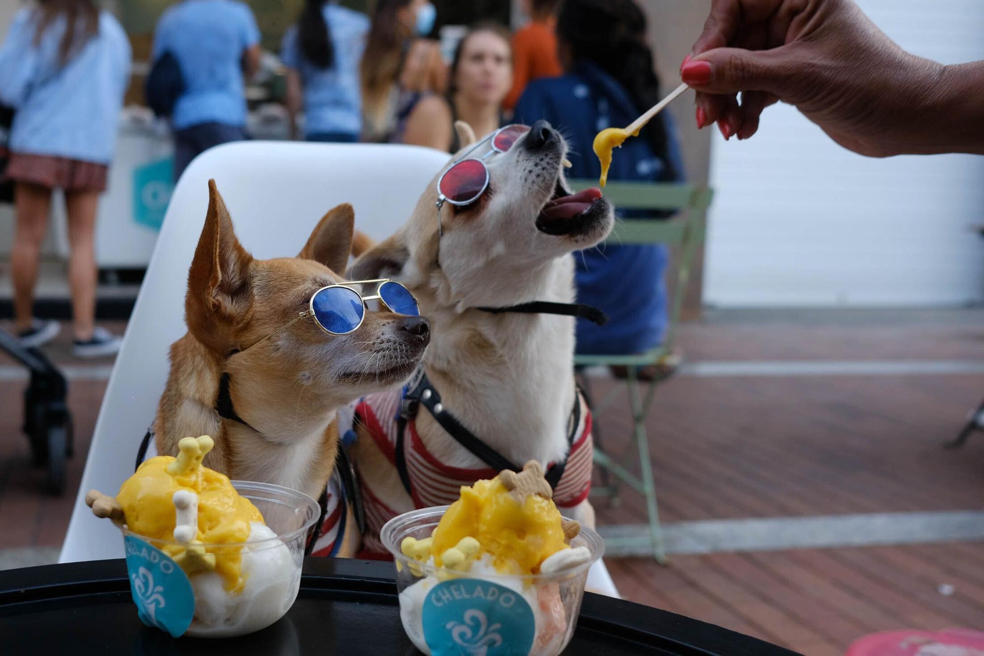 Una heladería de la Cícer vende entre sus productos helados aptos para perros