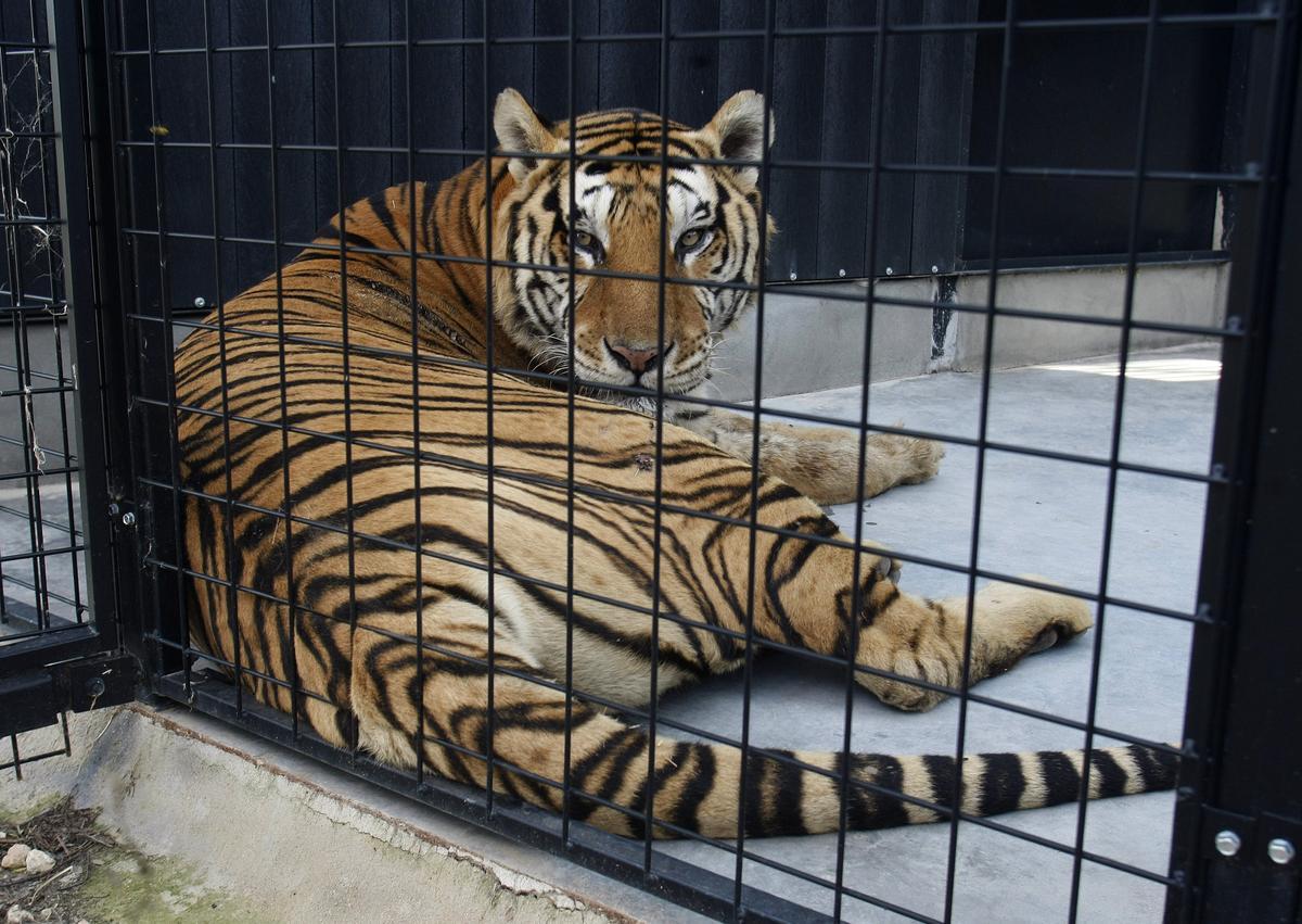 Un tigre en cautividad en un circo