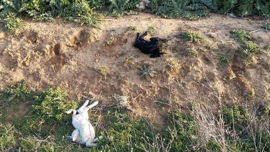 Dos corderos abandonados en un paraje natural próximo a la localidad de Villanueva del Campo. | Cedida