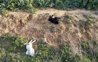 Denuncian el hallazgo de nueve corderos muertos en este municipio zamorano