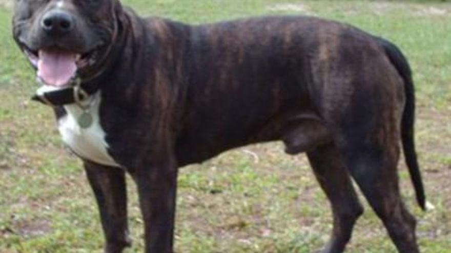 Muere un hombre atacado por cinco perros de raza peligrosa en una finca de Alicante
