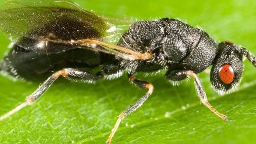 La avispilla del almendro inquieta a los agricultores de Venta del Moro