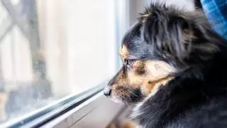 Rafa, educador canino: “La custodia compartida no siempre es la mejor opción para un perro”