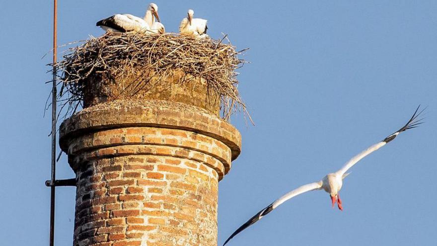 Las cigüeñas de Salvaterra aumentan la familia