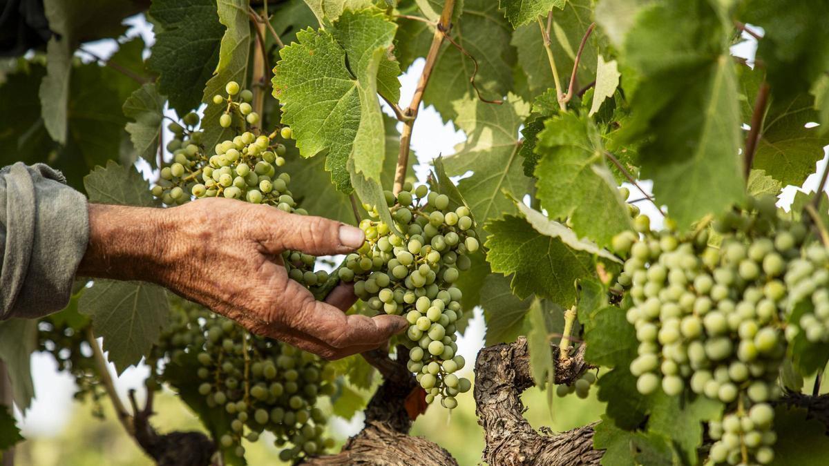 La vinya, un tresor agrícola del conjunt de la Catalunya central