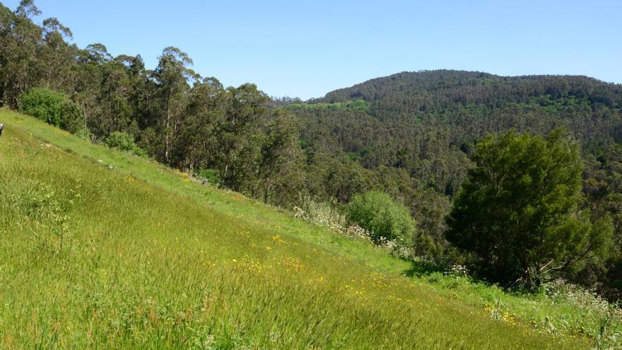 Superficie forestal del monte comunal de Moaña vista desde el antiguo vertedero de A Fraga.