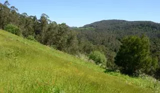 Comuneros de Moaña proponen romper con la Xunta por no limpiar el monte y vender barata la madera