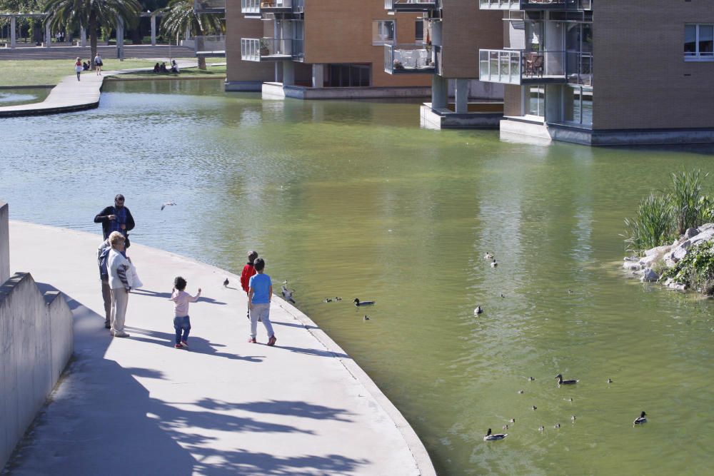 Aigua verda al llac del parc del Migdia