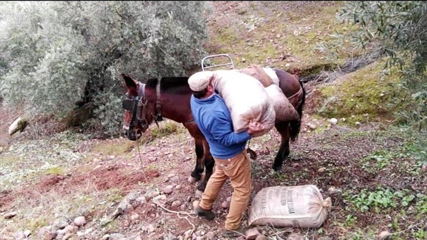 El viejo oficio de los arrieros