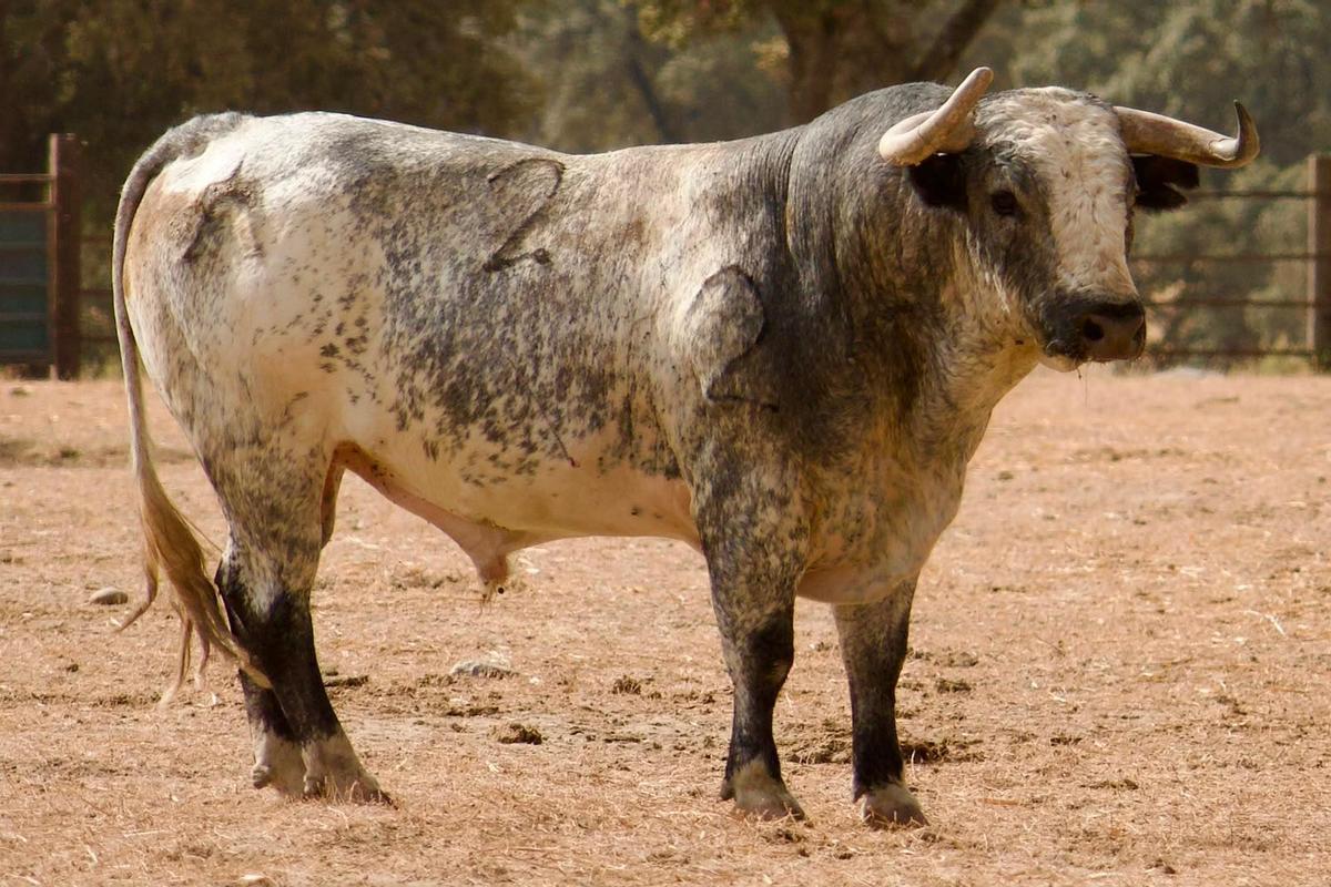 Merino, un cárdeno claro