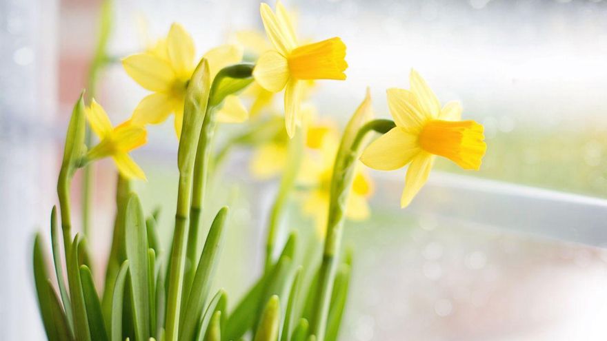 Cómo cultivar el narciso: la planta que florece en invierno y debes plantar ya