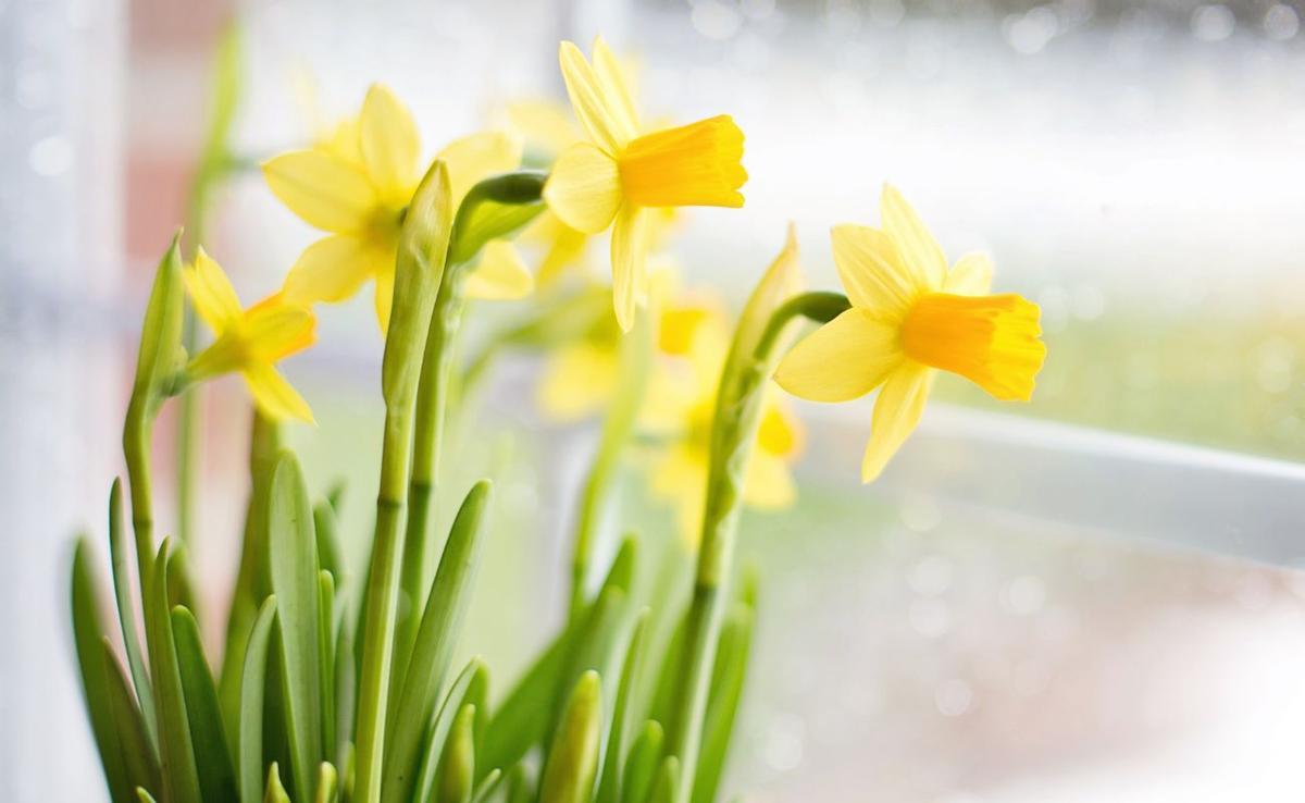 NARCISO PLANTA | Cómo cultivar el narciso: la planta que florece en invierno y debes plantar ya