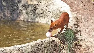 Helados XXL para tigres y elefantes: así se refrescan los animales en plena ola de calor en Terra Natura Benidorm