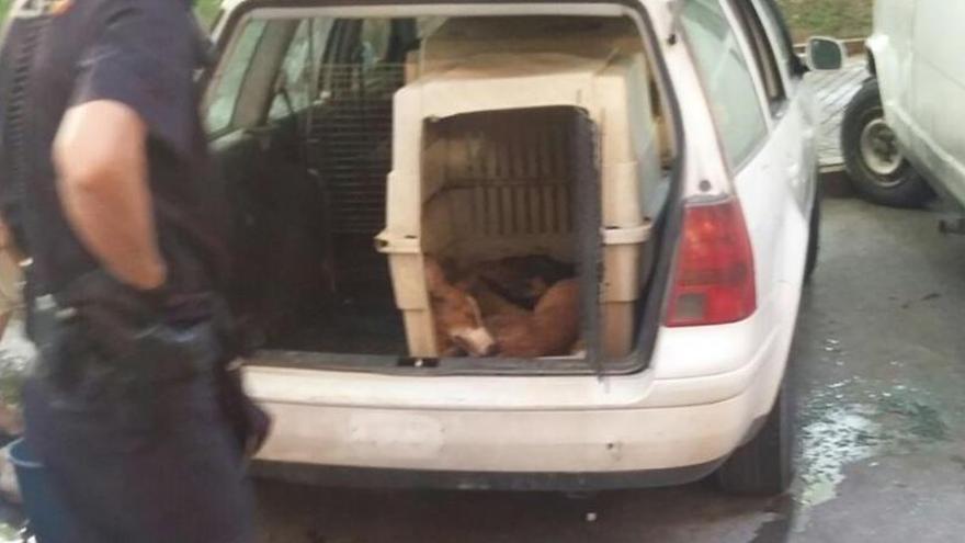 La Policía retira de un coche 10 perros, 5 de ellos muertos