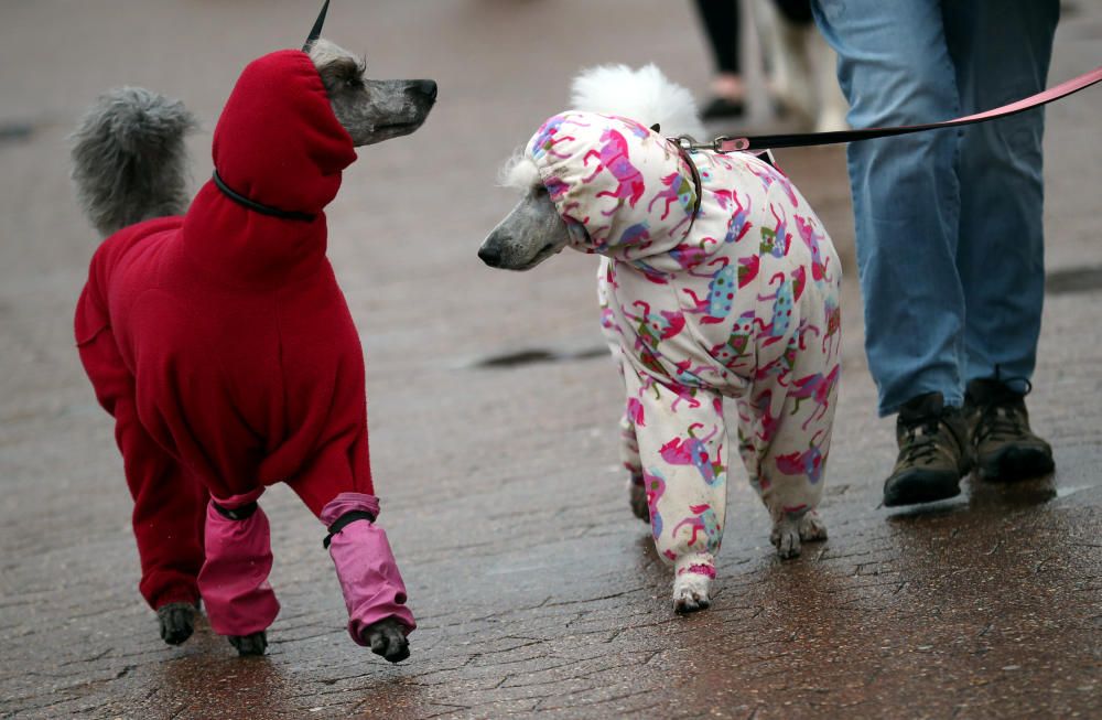 Poodles arrive for the final day of the Crufts ...