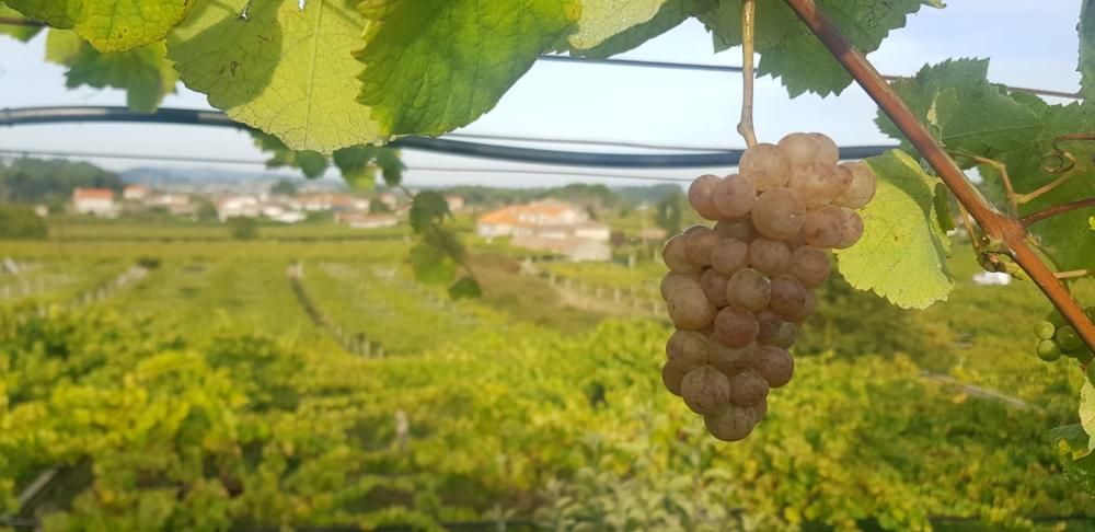 Corren tiempos de vendimia en Galicia.