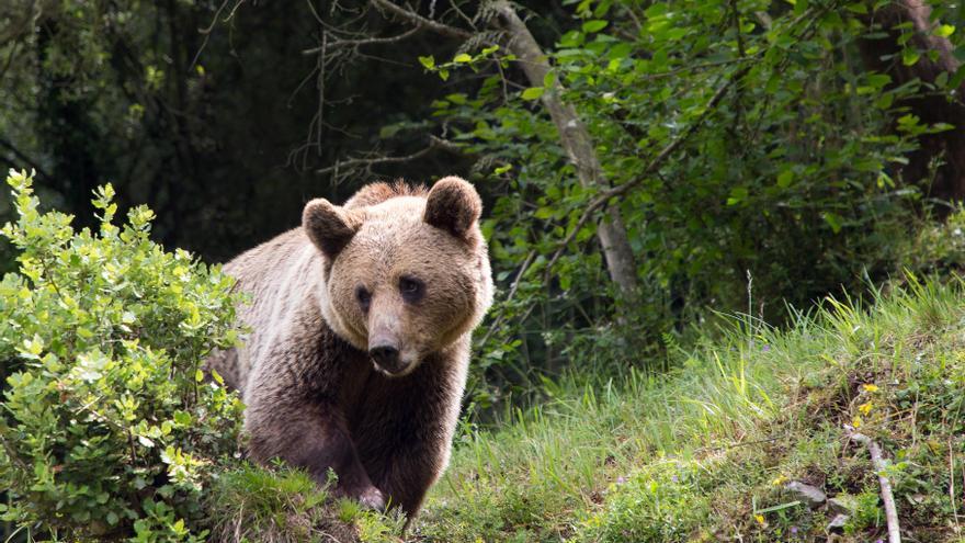 La Junta de Castilla y León señala la &quot;exitosa&quot; recuperación de la población de osos pardos en la Cordillera Cantábrica