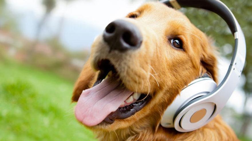 Un perro con unos auriculares.