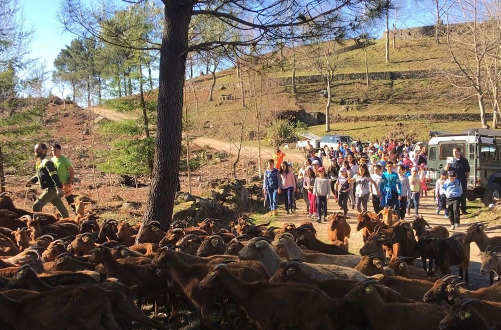 100 árboles para dar vida al monte de Meira