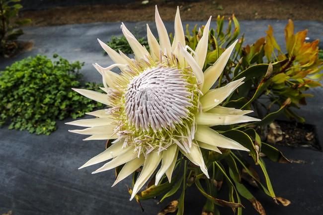 Plantación de proteas