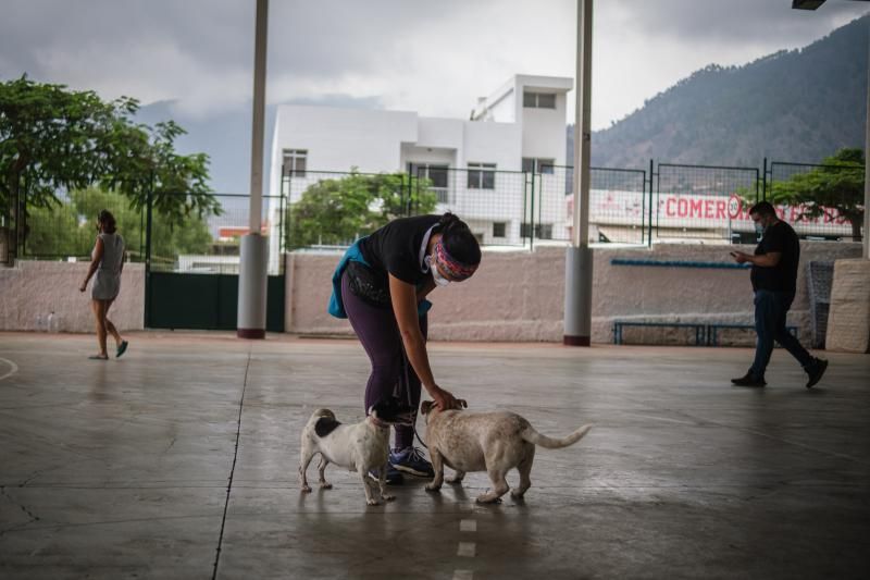 Acogida de animales afectados por la erupción del volcán de La Palma