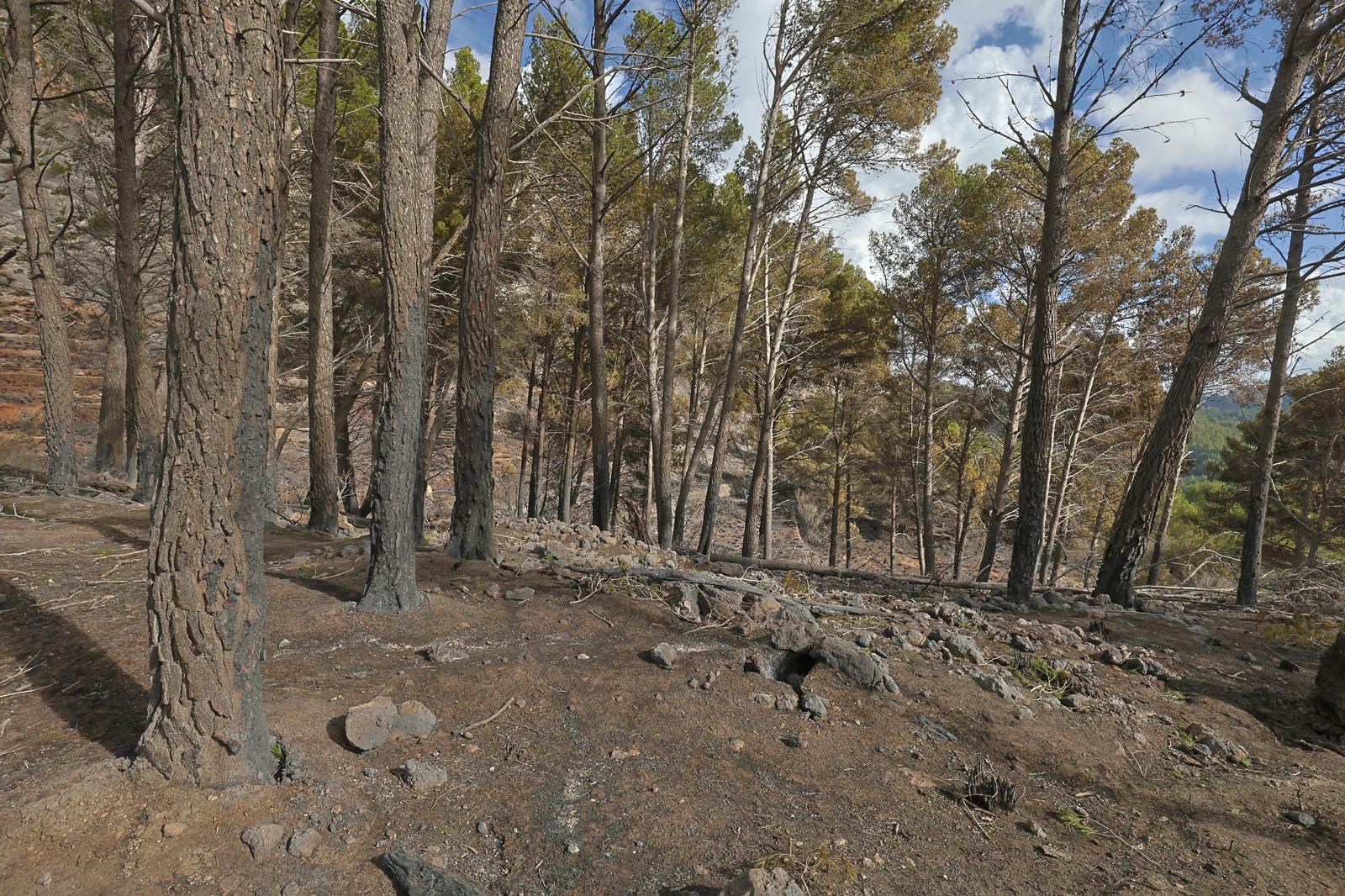 FOTOS | Dan por controlado el incendio de Andratx