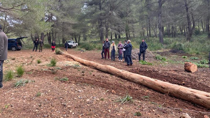 Sant Antoni: Pollença prohíbe fumar y tirar petardos durante el recorrido del Pi