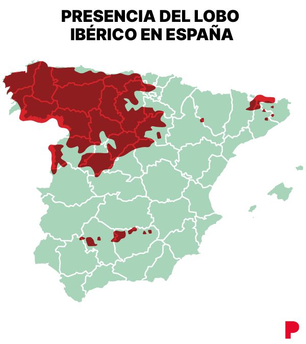 La caza del lobo estará prohibida en toda España