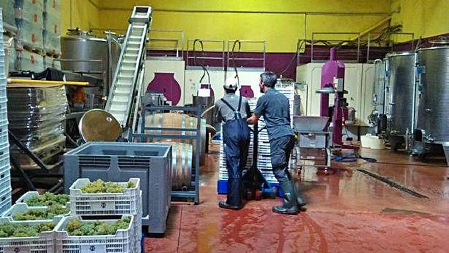 Dos trabajadores de una bodega colocan cajas de uvas recolectadas durante la última vendimia