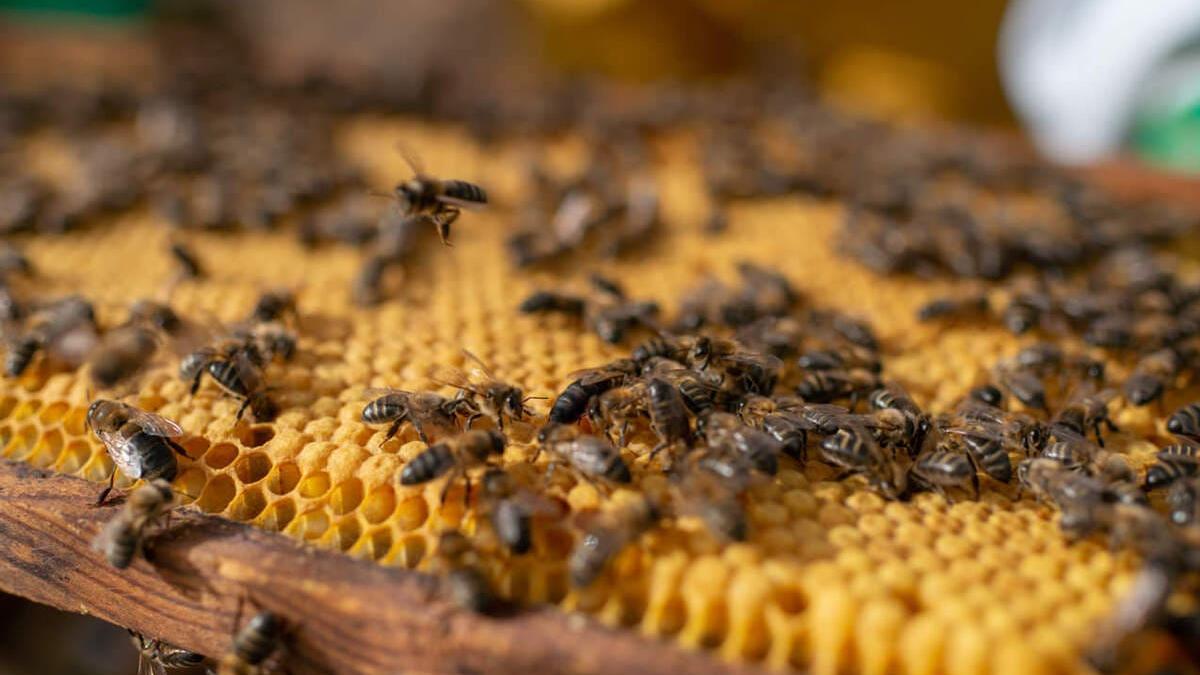La miel es el resultado del trabajo milimétrico de las abejas.